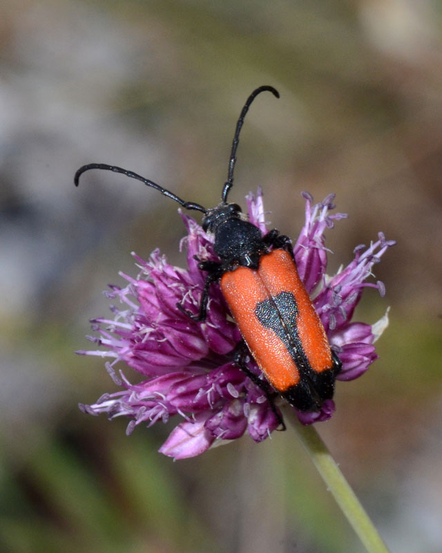 Cerambycidae: Stictoleptura cordigera